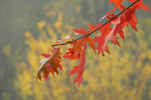 Jasné Podzimní Duby Větvi — Stock fotografie