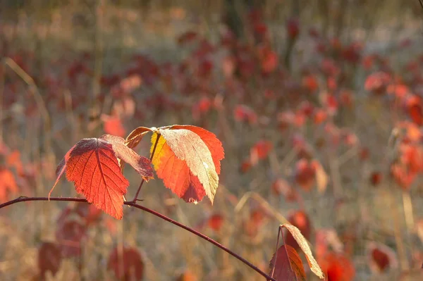 Bright Autumn Leaves Blackberry — Stock Photo, Image