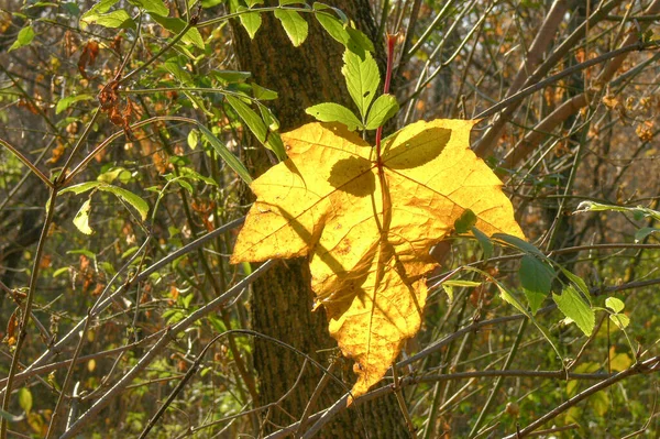 Fallen Yellow Maple Leaf Sunlight — Stock Photo, Image