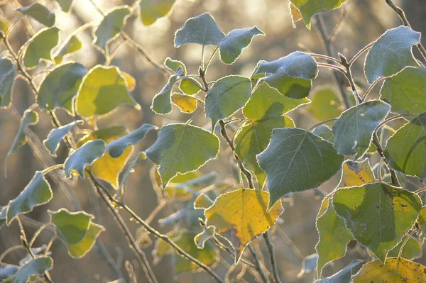 Осенние Листья Пылью Инея — стоковое фото