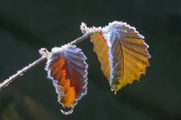 Осенние Листья Пылью Инея — стоковое фото