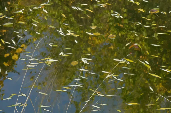 Podzimní Listí Vodě — Stock fotografie