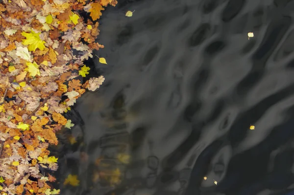 Padlé Podzimní Listí Tmavé Vodě — Stock fotografie