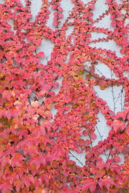 Gri arka planda parlak sonbahar sarmaşığı yaprakları