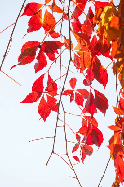 Rote Wilde Trauben Blättern Herbstpark — Stockfoto