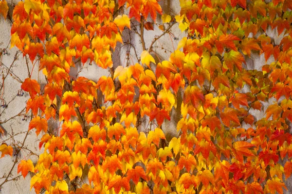 Bright Autumn Ivy Leaves Gray Wall Background — Stock Photo, Image