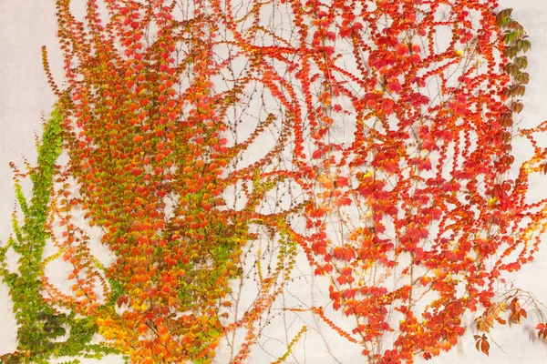 Яркий Осенний Плющ Листья Сером Фоне Стены — стоковое фото