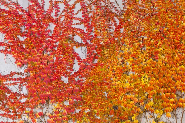 Bright Autumn Ivy Leaves Gray Wall Background — Stock Photo, Image