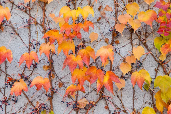 Bright Autumn Ivy Leaves Gray Wall Background — Stock Photo, Image