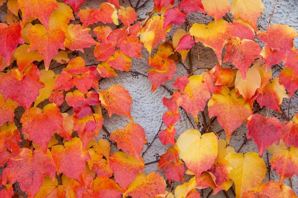 Světlé Podzimní Břečťan Listy Šedé Zdi Pozadí — Stock fotografie