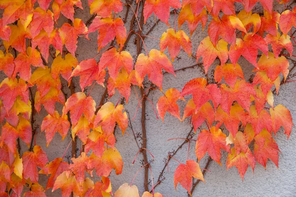 Bright Autumn Ivy Leaves Gray Wall Background — Stock Photo, Image