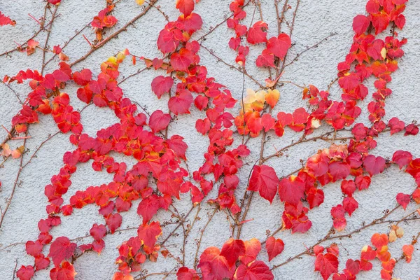 Bright Autumn Ivy Leaves Gray Wall Background — Stock Photo, Image