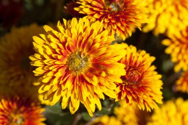 Sonbahar bahçesinde sarı ve kırmızı kasımpatılar, yakın plan.