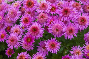 Sonbahar bahçesinde leylak kasımpatı