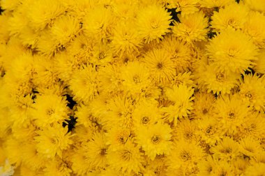 Sonbahar bahçesinde sarı kasımpatılar