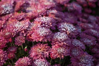 Donmuş kırmızı kasımpatılar