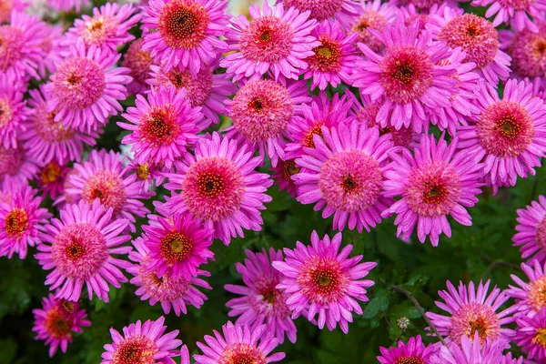 Lilac Chrysanthemums Autumn Garden — Stock Photo, Image