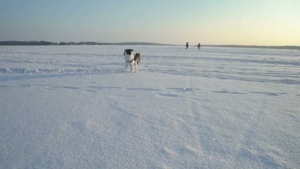 Маленькая девочка играет с собакой в морозный солнечный день . — стоковое видео