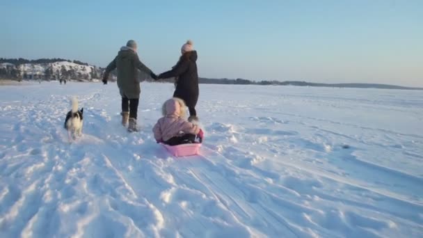 Зимнее веселье, снег, катание на санках с собакой в зимнее время — стоковое видео