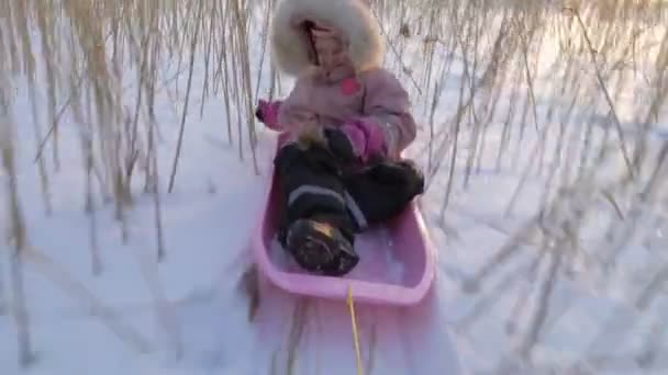 Fun d'hiver, neige, traîneau avec chien à l'heure d'hiver — Video