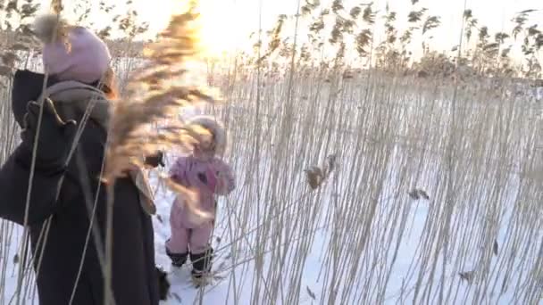 Giovane donna con bambina e cane che passeggia tra le canne sulla spiaggia del mare ghiacciato — Video Stock