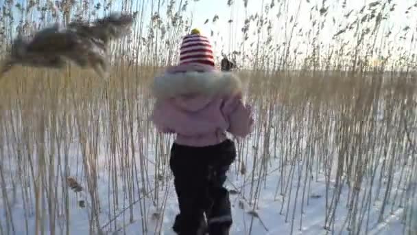 Молода жінка з маленькою дівчинкою і собакою, що йде серед очерету на пляжі замерзлого моря — стокове відео