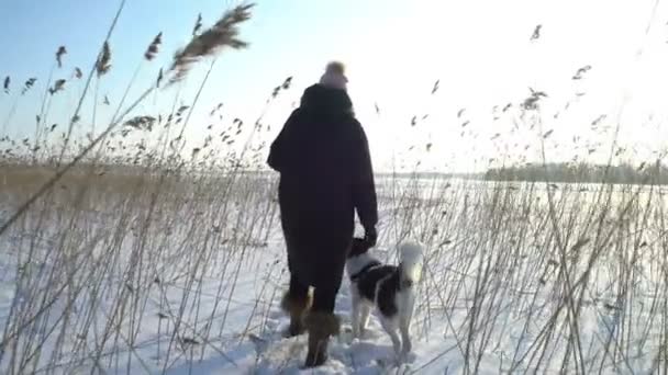 얼어붙은 바다, 호수 해변에 갈 대 들 사이에서 도보로 개로 젊은 여자 — 비디오