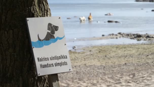 El signo de la playa del perro. Una playa especial para perros nadadores . — Vídeo de stock