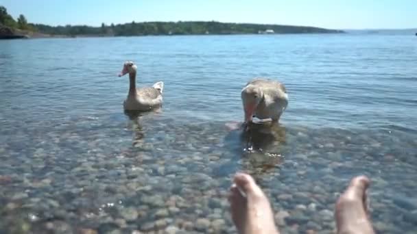 Gansos migratorios silvestres requieren comida de los turistas en la playa — Vídeos de Stock