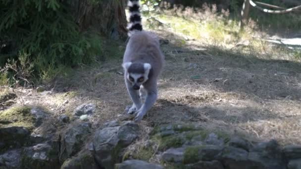 Ring-tailed lemurs at the zoo. — Stock Video