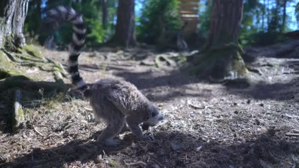 Lêmures-de-cauda-anelada no zoológico . — Vídeo de Stock