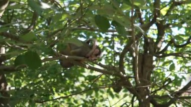 bir ağaç dallarında yaygın sincap maymun