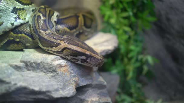 Pitón tigre en el zoológico — Vídeo de stock