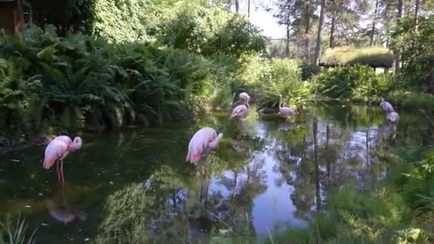 Pink Flamingos Zoo Pond — Stock Video