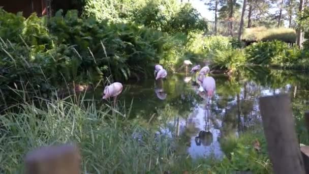 Flamingos cor-de-rosa no zoológico — Vídeo de Stock