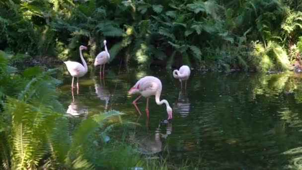 Flamencos rosados en el zoológico — Vídeos de Stock