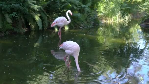 Flamencos rosados en el zoológico — Vídeo de stock