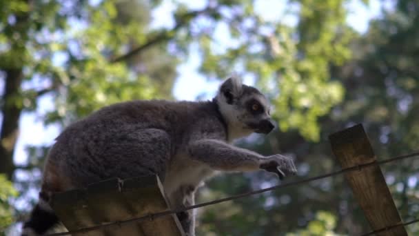 Ringelschwanzlemuren im Zoo. — Stockvideo