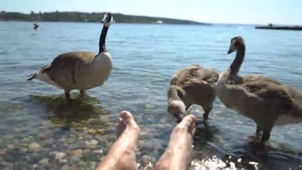 Wild migrerende ganzen vereisen voedsel van toeristen op het strand — Stockvideo