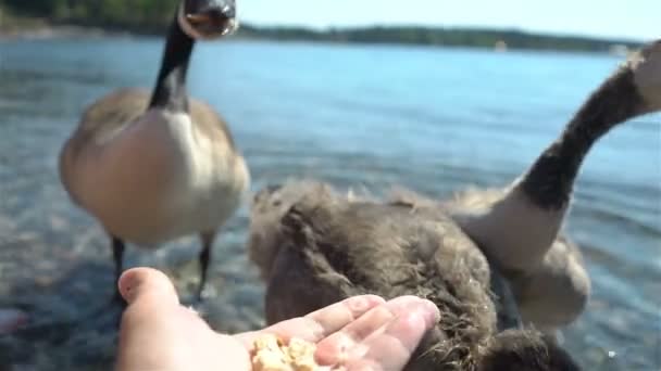 Gansos migratorios silvestres requieren comida de los turistas en la playa — Vídeo de stock