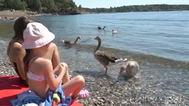 Дві маленькі дівчата годують диких сірих гусей на пляжі — стокове відео