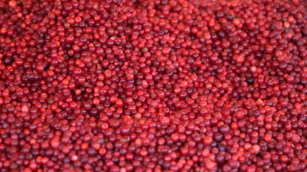 Bagas maduras vermelhas de um cowberry . — Vídeo de Stock