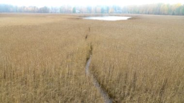 Bir sırt çantası ile orta yaşlı bir adam sazlık gider