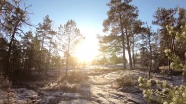 Erken kış Fin orman