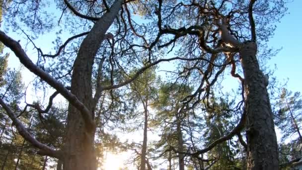 Bosque finlandés a principios de invierno — Vídeo de stock