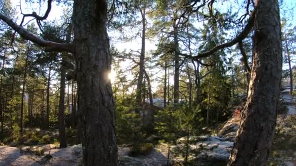 Floresta finlandesa no início do inverno — Vídeo de Stock