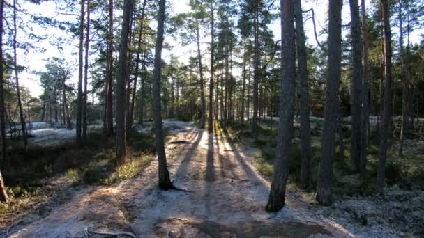 Finska skogen i tidig vinter — Stockvideo