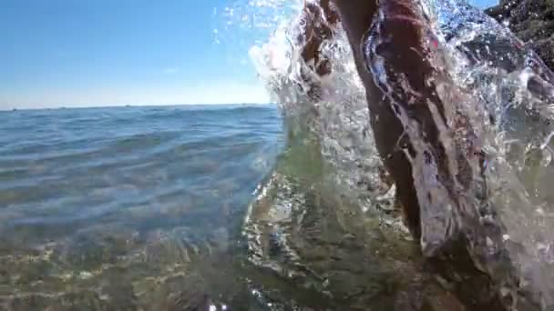 Junge schlanke Frau genießt das Meer und die Sonne, die mit einem rosa aufblasbaren Flamingo ins Wasser geht — Stockvideo