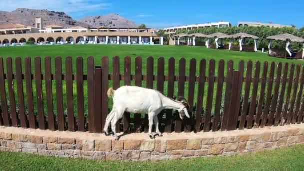 Las cabras pastan libremente en la playa turística de la isla de Rodas, Grecia . — Vídeo de stock