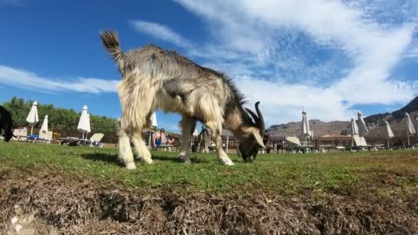 Las cabras pastan libremente en la playa turística de la isla de Rodas, Grecia . — Vídeo de stock